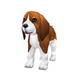 Baby Beagle